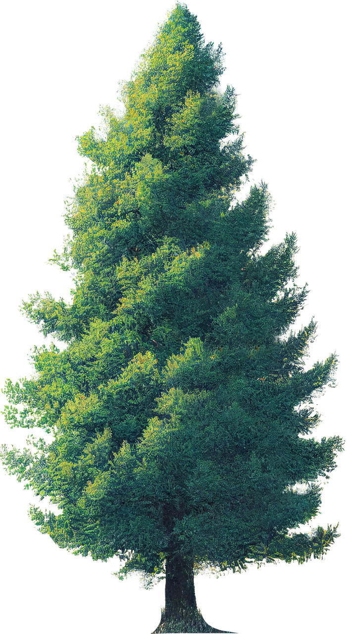 ai generated, fir, pine tree-7586639.jpg
